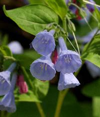 Mertensia virginica image