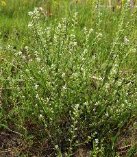 Image of Myosotis stricta