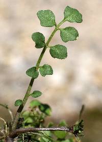 Cardamine hirsuta image