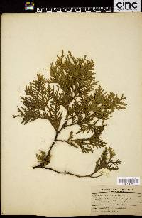 Thuja occidentalis image