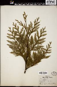 Thuja plicata image