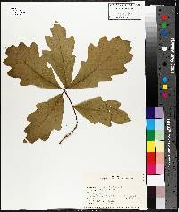 Quercus bicolor image