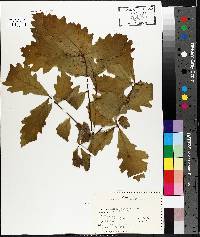 Quercus bicolor image