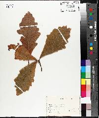 Quercus bicolor image