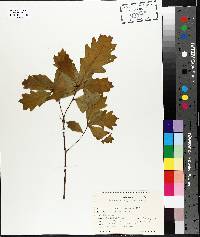 Quercus bicolor image