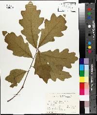 Quercus bicolor image