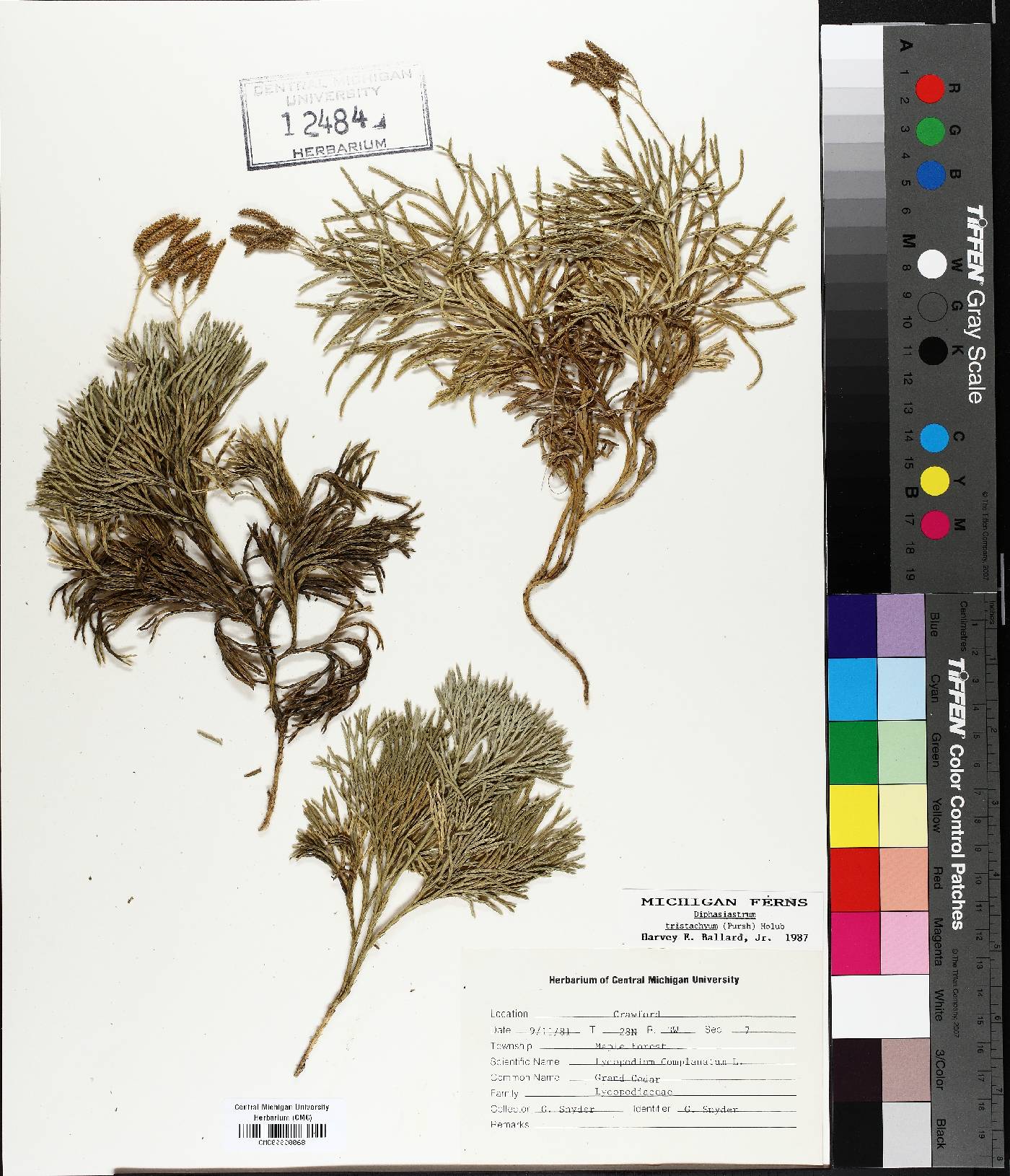 Diphasiastrum tristachyum image