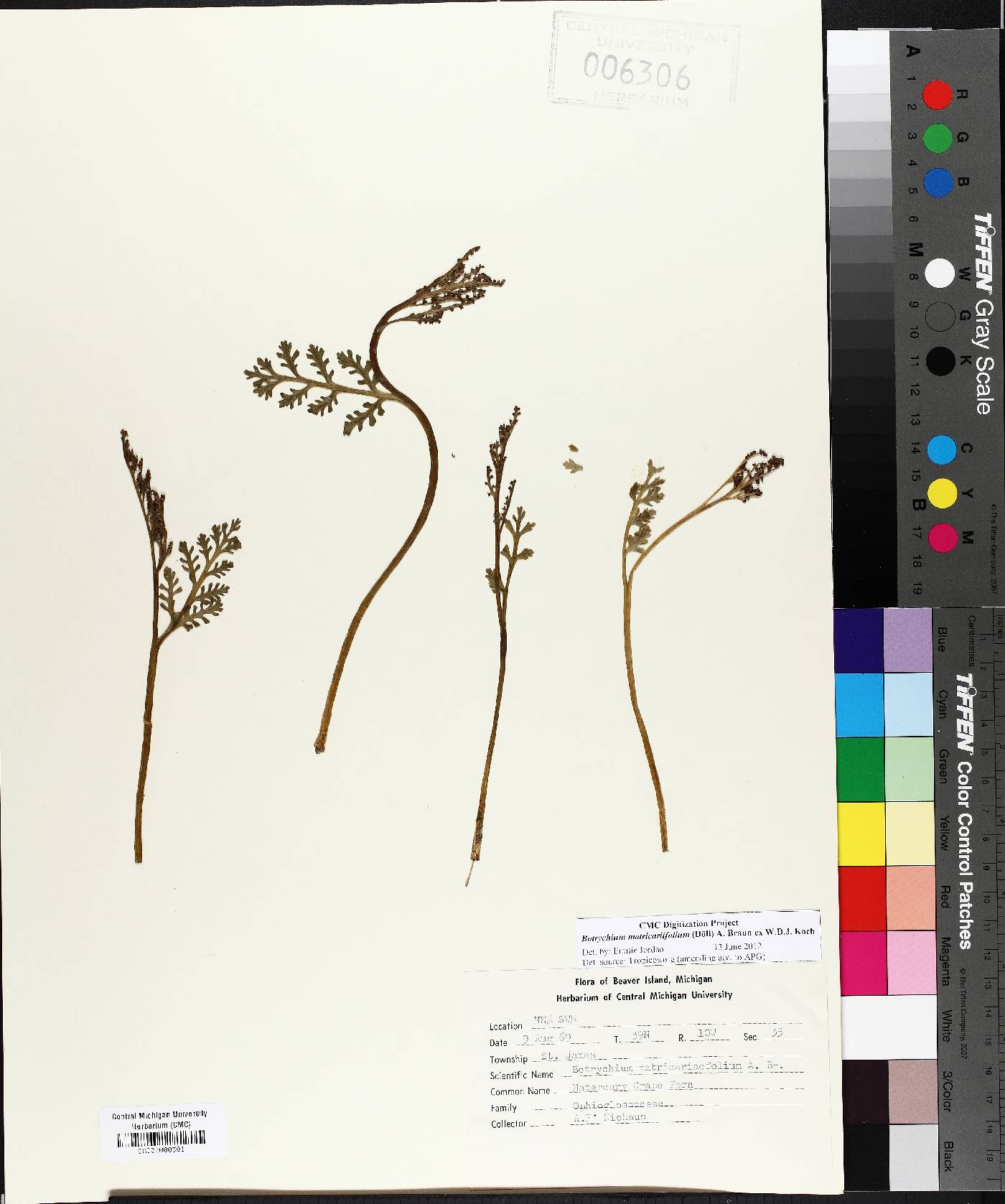 Botrychium matricariifolium image