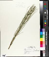 Equisetum fluviatile image