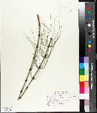 Equisetum fluviatile image