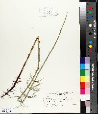 Equisetum fluviatile image