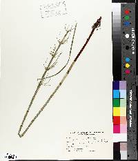 Equisetum fluviatile image