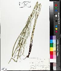 Equisetum fluviatile image