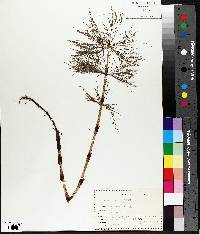 Equisetum sylvaticum image