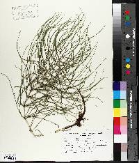 Equisetum palustre image