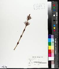 Equisetum palustre image