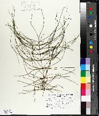 Equisetum palustre image