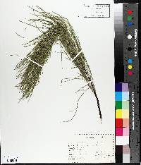 Equisetum palustre image