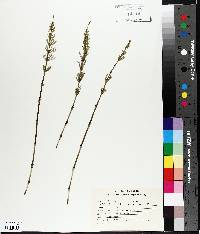 Equisetum palustre image