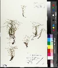 Equisetum scirpoides image