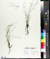 Equisetum scirpoides image