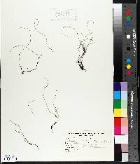 Equisetum scirpoides image