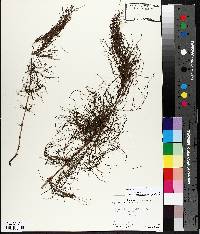 Equisetum sylvaticum image