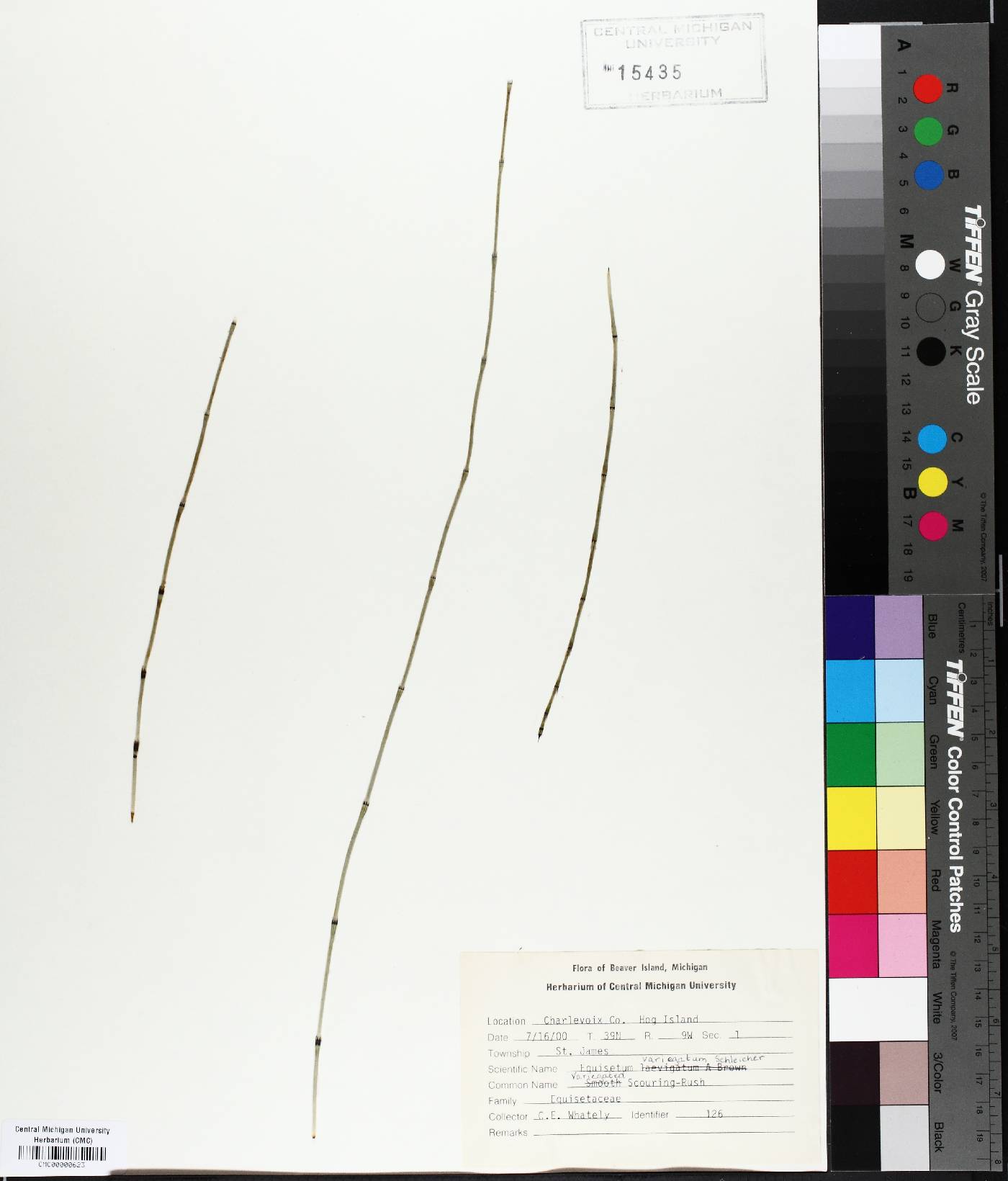 Equisetum variegatum image