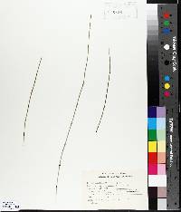 Equisetum variegatum image