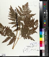 Pteridium aquilinum var. latiusculum image