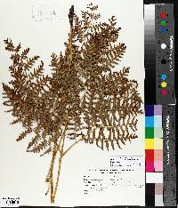 Pteridium aquilinum var. latiusculum image