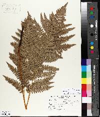 Pteridium aquilinum var. latiusculum image