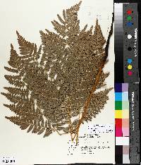 Pteridium aquilinum var. latiusculum image