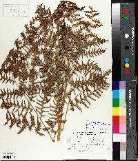 Pteridium aquilinum var. latiusculum image