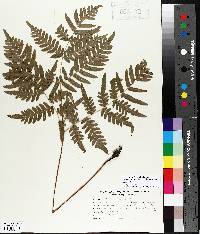 Pteridium aquilinum var. latiusculum image