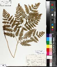 Pteridium aquilinum var. latiusculum image