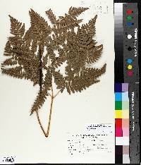 Pteridium aquilinum var. latiusculum image