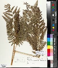 Pteridium aquilinum var. latiusculum image