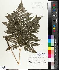 Pteridium aquilinum var. latiusculum image