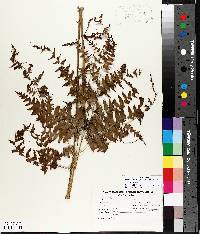 Pteridium aquilinum var. latiusculum image