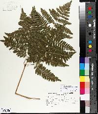 Pteridium aquilinum var. latiusculum image