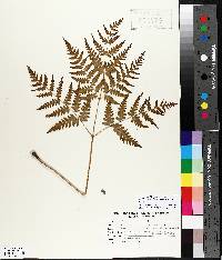 Pteridium aquilinum var. latiusculum image