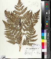 Pteridium aquilinum var. latiusculum image