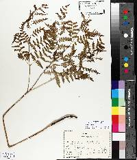 Pteridium aquilinum var. latiusculum image