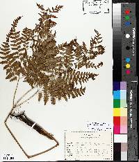 Pteridium aquilinum var. latiusculum image