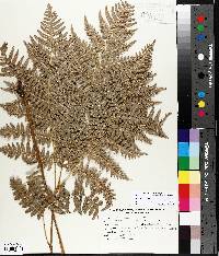 Pteridium aquilinum var. latiusculum image