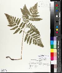 Pteridium aquilinum var. latiusculum image