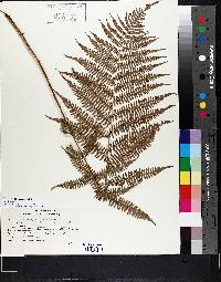 Athyrium filix-femina var. sitchense image