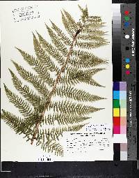 Athyrium filix-femina var. sitchense image