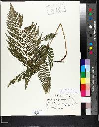 Athyrium filix-femina var. sitchense image